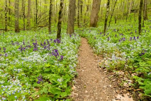 Bloom;Blossom;Blossoms;Blue-eyed Mary;Brown;Flower;Floweret;Flowering;Flowers;Forest;Forested;Green;Habitat;Healing;Health care;Healthcare;Hiking Trail;Journey;Landscape;Nature;Oneness;Peaceful;Spring;Springtime;Tan;Taylor Hollow;Trail;Tree;Trees;Walkway;Wildflower;Woodland;Woods;bloom;calm;flora;floral;path;pathway;restful;serene;soothing;tranquil;trees;zen
