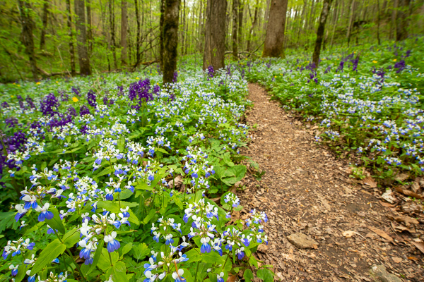Bloom;Blossom;Blossoms;Blue;Blue-eyed Mary;Botanical;Calm;Close-up;Flora;Floral;Floweret;Flowering;Flowers;Flowers & Plants;Forest;Forested;Habitat;Healing;Health care;Healthcare;Hiking Trail;Macro;Nature;Path;Pathway;Petal;Plant;Seasons;Spring;Springtime;Taylor Hollow;Wood;Woods;bloom;botanicals;flora;floral;flower;green;peaceful;restful;serene;soothing;trail;tranquil;trees;wildflower