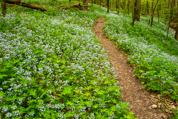 Bloom;Blossom;Blossoms;Blue;Blue-eyed Mary;Botanical;Calm;Close-up;Flora;Floral;Floweret;Flowering;Flowers;Flowers & Plants;Forest;Forested;Habitat;Healing;Health care;Healthcare;Hiking Trail;Macro;Nature;Path;Pathway;Petal;Plant;Seasons;Spring;Springtime;Taylor Hollow;Wood;Woods;bloom;botanicals;flora;floral;flower;green;peaceful;restful;serene;soothing;trail;tranquil;trees;wildflower