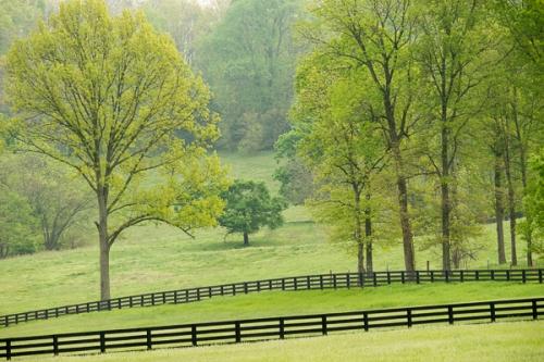 Agricultural;Agriculture;Branches;Calm;Farm;Forest;Forested;Healing;Health care;Healthcare;Nature;Pastoral;Seasons;Spring;Springtime;Timber;Timberland;Tree;Wood;Woodland;Woods;fence;field;foliage;green;landscape;leaves;limbs;oneness;pasture;peaceful;plant;restful;serene;soothing;tranquil;tree limbs;tree trunk;trees;zen