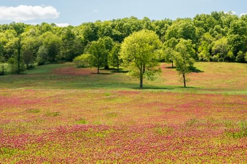 Agricultural;Bloom;Blossom;Blossoms;Clover;Crimson;Fields;Floral;Floweret;Flowering;Flowers;Forest;Hills;Nature;Pastoral;Red Clover;Spring;Springtime;Tree;artsite;bloom;blue;field;flora;floral;flower;green;landscape;oneness;pasture;peaceful;plant;plants;red;tree limbs;tree trunk;trees;trunk