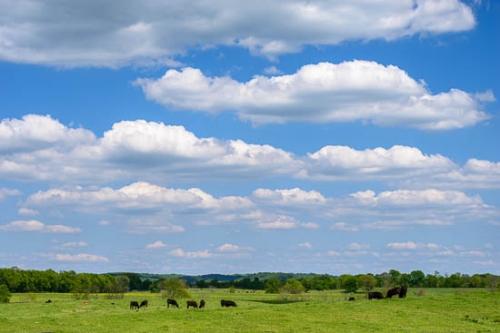 Agricultural;Blue;Brown;Cloud;Cloud Formation;Clouds;Cloudy;Fence;Field;Green;Healing;Health care;Healthcare;Landscape;Nature;Oneness;Pastoral;Peaceful;Sky;Trees;botanicals;calm;cattle;pasture;restful;serene;soothing;tranquil