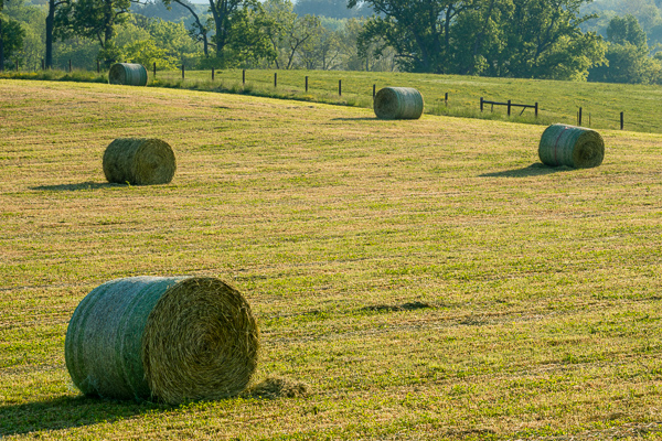 Agricultural;Agriculture;Bale;Brown;Calm;Farm;Farming;Fields;Healing;Health care;Healthcare;Hill;Nature;Pastoral;Sunlight;Sunshine;Tan;Tree;Warm Colors;Warm Palette;Warm Tones;color;fence;field;green;hay;hillside;landscape;leaves;oneness;pasture;peaceful;plants;restful;serene;soothing;sunlit;tranquil;tree limbs;trees;zen