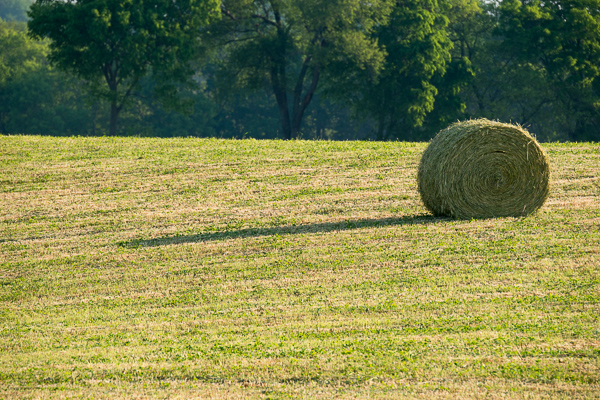 Agricultural;Agriculture;Bale;Brown;Calm;Farm;Farming;Fields;Healing;Health care;Healthcare;Hill;Nature;Pastoral;Sunlight;Sunshine;Tan;Tree;Warm Colors;Warm Palette;Warm Tones;color;fence;field;green;hay;hillside;landscape;leaves;oneness;pasture;peaceful;plants;restful;serene;soothing;sunlit;tranquil;tree limbs;trees;zen