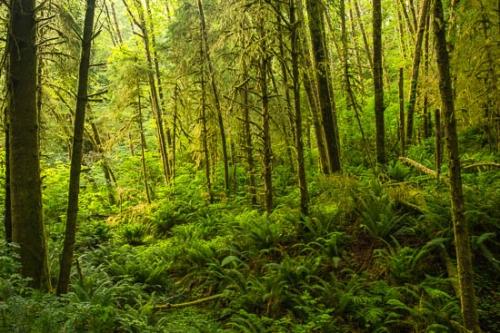 Fern;Ferns;Forest;Forested;Green;Moss;Oregon;Plant;Sunlight;Sunlit;Sunshine;Timberland;Tree;Trees;Wood;Woodland;Woods;botanical