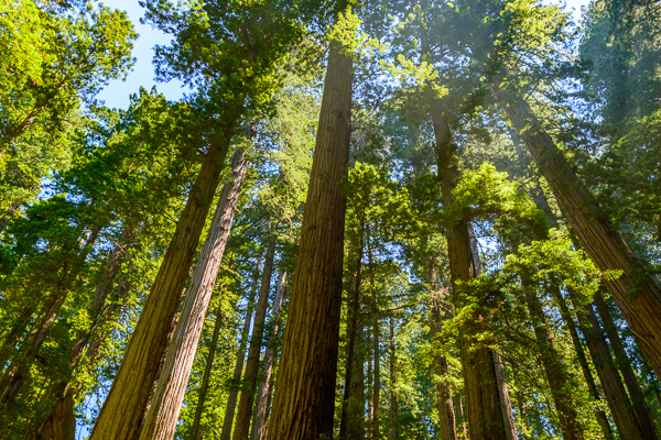 Branches;Brown;California;Calm;Forest;Forested;God Rays;Gold;Habitat;Healing;Health care;Healthcare;Looking up;Minimalism;Mist;Nature;Pastoral;Redwood National Park;Sunlight;Sunshine;Tan;Timber;Timberland;Tree;United States;Wood;Woodland;Woods;bark;green;haze;landscape;misty;oneness;peaceful;restful;serene;sky;soothing;sunlit;tranquil;tree limbs;trees;trunk;zen