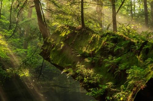 Beam;Beams;Boulder;Boulders;Brown;Fern;Forest;Forested;God Rays;Green;Healing;Health care;Healthcare;Indiana;Landscape;Moss;Nature;Peaceful;Rays;Rock;Rock Formations;Rocks;Rocky;Sun rays;Sunbeam;Sunlight;Sunlit;Sunshine;Tan;Timber;Timberland;Trees;Woodland;Woods;calm;restful;serene;soothing;tranquil