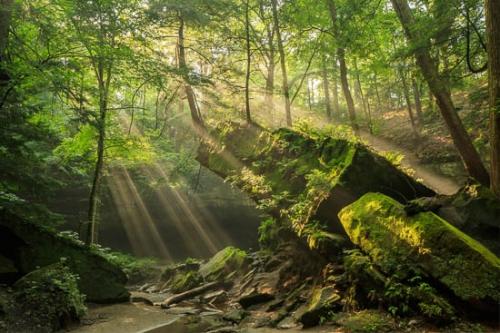 Beam;Beams;Boulder;Boulders;Brown;Fern;Forest;Forested;God Rays;Green;Moss;Rays;Rock;Rock Formations;Rocks;Rocky;Sunbeam;Sunlight;Sunlit;Sunrays;Sunshine;Tan;Timber;Timberland;Trees;Woodland;Woods