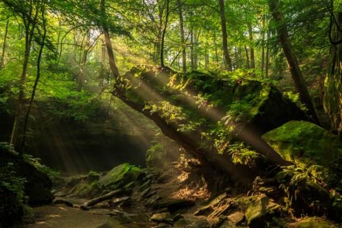 Beam;Beams;Boulder;Boulders;Brown;Fern;Forest;Forested;God Rays;Green;Moss;Rays;Rock;Rock Formations;Rocks;Rocky;Sunbeam;Sunlight;Sunlit;Sunrays;Sunshine;Tan;Timber;Timberland;Trees;Woodland;Woods