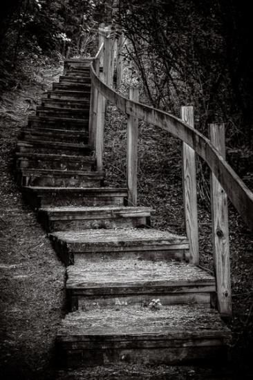 Architecture;B&W;Black and White;Calm;Close-up;Forest;Forested;Health care;Nature;Ohio;Pathway;Stairs;Stairway;Steps;Timber;Timberland;Tree;Wood;Woodland;Woodlands;Woods;oneness;peaceful;restful;serene;soothing;trail;tranquil;trees;zen