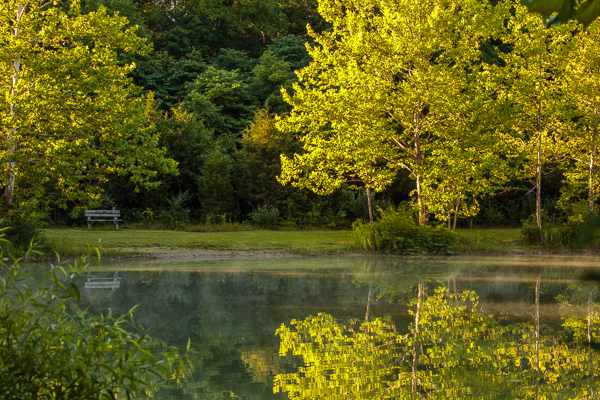 Branches;Calm;Forest;Healing;Health care;Healthcare;Herbaceous;Mirror;Nature;Ohio;Pastoral;Reservoir;Sunlight;Sunshine;Tree;Water;Waterscape;Woods;bench;branch;green;lake;landscape;leaves;oneness;peaceful;plant;plants;pond;pool;reflection;reflections;restful;seat;serene;sky;soothing;sunlit;tranquil;tree limbs;tree trunk;trees;trunk;zen