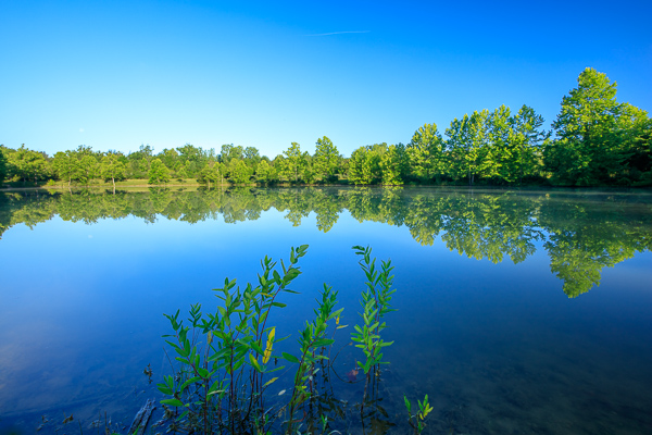 Blue;Branches;Calm;Healing;Health care;Healthcare;Mirror;Nature;Ohio;Pastoral;Reservoir;Sunlight;Sunshine;Tree;Water;Waterscape;green;lake;landscape;leaves;oneness;peaceful;plant;plants;pond;pool;reflection;reflections;restful;serene;sky;soothing;sunlit;tranquil;tree limbs;trees;zen