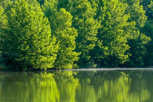Branches;Calm;Forest;Forested;Healing;Health care;Healthcare;Mirror;Nature;Ohio;Seasons;Spring;Springtime;Sunlight;Sunshine;Timber;Timberland;Tree;Water;Waterscape;Woodland;Woodlands;Woods;branch;foliage;lake;landscape;leaves;peaceful;reflection;reflections;restful;serene;soothing;sunlit;tranquil;tree limbs;trees
