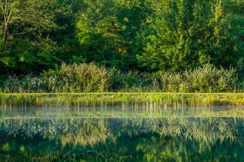 Cattails;Forest;Grass;Green;Healing;Health care;Healthcare;Lake;Landscape;Mirror;Nature;Ohio;Peaceful;Plant;Plants;Pond;Reflection;Reflections;Sunlight;Sunlit;Sunshine;Tree;Trees;Water;Woods;botanical;botanicals;calm;restful;serene;soothing;tranquil