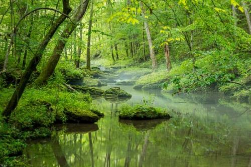 Bobo Creek;Boulder;Boulders;Brook;Brown;Chute;Creek;Falls;Flow;Forest;Forested;Green;Healing;Health care;Healthcare;Landscape;Mirror;Mist;Modern;Nature;Obscured;Oneness;Pastoral;Peaceful;Pouring;Reflection;Reflections;Ripple;River;Rivers;Rock;Rocks;Short Springs State Natural Area;Spring;Springtime;Stone;Stones;Stream;Stream Bank;Streaming;Sunlight;Sunlit;Sunshine;Tan;Tennessee;Trees;Tullahoma;United States;Water;Waterfall;Waterfalls;Wood;Woodland;Woods;botanicals;calm;contemporary;contemporary art;flowing;fog;foggy;haze;log;misty;modern art;pool;restful;river bank;serene;soothing;tranquil;zen