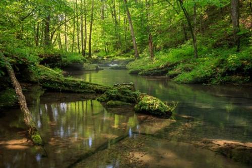 Bobo Creek;Boulder;Boulders;Brook;Brown;Chute;Creek;Falls;Flow;Forest;Forested;Green;Healing;Health care;Healthcare;Landscape;Mirror;Modern;Nature;Oneness;Pastoral;Peaceful;Pouring;Reflection;Reflections;Ripple;River;Rivers;Rock;Rocks;Short Springs State Natural Area;Spring;Springtime;Stone;Stones;Stream;Stream Bank;Streaming;Sunlight;Sunlit;Sunshine;Tan;Tennessee;Trees;Tullahoma;United States;Water;Waterfall;Waterfalls;Wood;Woodland;Woods;botanicals;calm;contemporary;contemporary art;flowing;log;modern art;pool;restful;river bank;serene;soothing;tranquil;zen