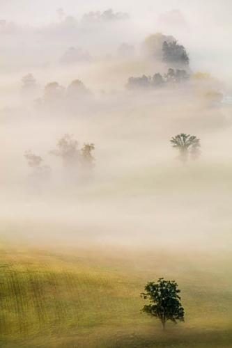Field;McCloud Mountain;Mist;Powell Valley;Tree;Trees;fog;foggy;haze;misty;zen