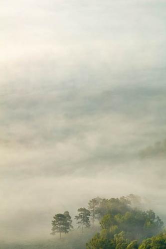 Field;McCloud Mountain;Mist;Powell Valley;Tree;Trees;fog;foggy;haze;misty;zen