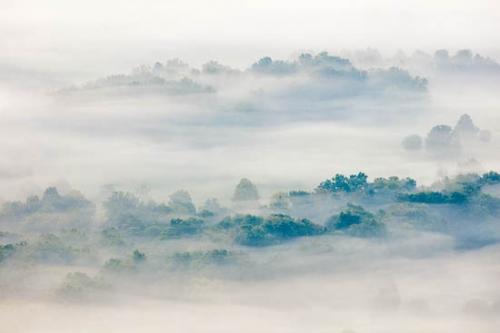 Field;McCloud Mountain;Mist;Powell Valley;Tree;Trees;fog;foggy;haze;misty
