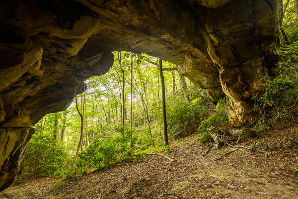 Boulder;Boulders;Branches;Brown;Calm;Concepts;Cool Colors;Cool Palette;Cool Tones;Forest;Forested;Gold;Green;Greens;Habitat;Healing;Leaves;Looking up;McCloud Mountain;Minimalism;Nature;Oneness;Pastoral;Rock;Rock formations;Rocks;Stone;Stones;Sunlight;Sunshine;Tan;Tennessee;Timber;Timberland;Tree;United States;Wabi Sabi;Wood;Woodland;Woods;color;landscape;limbs;peaceful;plants;restful;serene;soothing;sunlit;tree;tree limbs;trees;trunk;zen