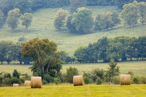 Agricultural;Agriculture;Bale;Branches;Brown;Calm;Farming;Gold;Healing;Health care;Healthcare;Nature;Pastoral;Tan;Tree;Yellow;field;foliage;green;hay;landscape;leaves;oneness;pasture;peaceful;restful;serene;soothing;tranquil;tree limbs;trees;zen