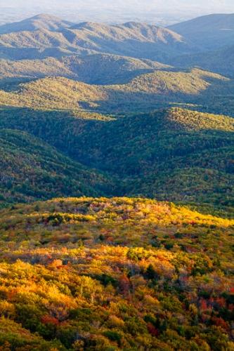 Autumn;Blue Ridge Parkway;Bluff;Brown;Calm;Fall;Forest;Forested;Gold;Healing;Health care;Healthcare;Hill;Mountain;Mountain Side;Mountain Top;Mountainous;Mountains;Nature;North Carolina;Pastoral;Peak;Range;Summit;Sunlight;Sunshine;Tan;Timber;Timberland;Wood;Woodland;Woods;blue;green;hillside;landscape;leaves;oneness;orange;peaceful;restful;serene;sky;soothing;sunlit;tranquil;trees;zen