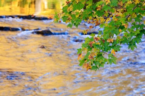 Blue Ridge Parkway;Botanical;Branches;Brown;Calm;Close-up;Creek;Flow;Flowers & Plants;Forest;Gold;Healing;Health care;Healthcare;Leaf;Maple;Maple tree;Modern;Nature;North Carolina;Pastoral;Ripple;River;Rock;Stone;Stream;Tan;Tree;Water;Waterscape;Woods;Yellow;blue;contemporary;flowing;foliage;green;landscape;leaves;oneness;orange;peaceful;plant;rapids;reflection;reflections;restful;serene;soothing;tranquil;tree limbs;trees;zen