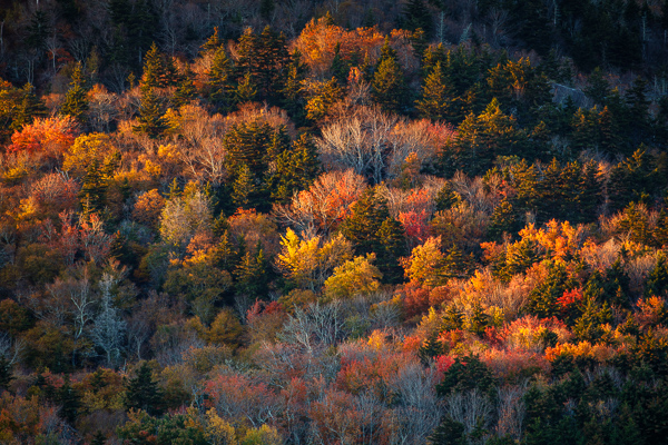 Autumn;Blue Ridge Parkway;Branches;Brown;Calm;Fall;Forest;Forested;Gold;Healing;Leaf;Mountain;Mountain Top;Nature;North Carolina;Pastoral;Sunlight;Sunshine;Tan;Timber;Timberland;Tree;Wood;Woodland;Woods;Yellow;foliage;green;landscape;leaves;limbs;oneness;orange;peaceful;plants;red;restful;serene;soothing;sunlit;tranquil;tree limbs;trees;trunk;zen