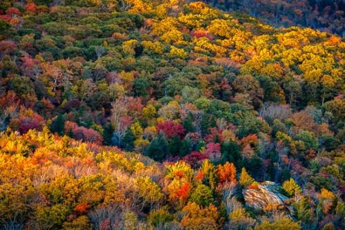 Autumn;Blue Ridge Parkway;Bluff;Boulder;Brown;Fall;Forest;Forested;Gold;Green;Hill;Hillside;Leaves;Mountain;Mountain Side;Mountain Top;Mountainous;North Carolina;Orange;Red;Rock;Rock Formations;Stone;Summit;Sunlight;Sunlit;Tan;Timberland;Trees;Woodland;Woods;Yellow