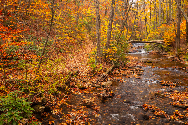 Autumn;Blue Ridge Parkway;Branches;Brown;Calm;Cascade;Chute;Concepts;Cool Colors;Cool Palette;Cool Tones;Creek;Fall;Fallen;Fallen Leaves;Falls;Flow;Forest;Forested;Gold;Green;Greens;Habitat;Healing;Health care;Healthcare;Hiking Trail;Leaf;Leaves;Minimalism;Nature;North Carolina;Oneness;Pastoral;Path;Pathway;Pouring;River;Stream;Stream Bank;Streaming;Sunlight;Sunshine;Tan;Timber;Timberland;Tree;United States;Wabi Sabi;Walkway;Water;Waterfalls;Wood;Woodland;Woods;Yellow;bark;color;flowing;foliage;landscape;limbs;peaceful;plants;rapids;restful;river bank;road;serene;soothing;stump;sunlit;trail;tranquil;tree;tree limbs;trees;trunk;waterfall;zen