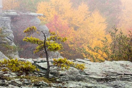Autumn;Boulder;Boulders;Brown;Fall;Gold;Green;Healing;Health care;Healthcare;Landscape;Lichen;Maple;Nature;Oneness;Orange;Peaceful;Red;Rock;Rock Formations;Rocks;Rocky;Stone;Stones;Tan;Tree;Trees;Yellow;calm;pine;restful;serene;soothing;tranquil;zen