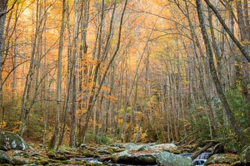 Autumn;Boulder;Boulders;Canopy;Cascade;Cascading;Chute;Creek;Fall;Falling;Falls;Flow;Forest;Forested;Great Smoky Mountains;Habitat;Healing;Health care;Healthcare;Leaves;Looking up;Oneness;Pastoral;Peaceful;Pouring;Rapids;River;Rock;Rock Formations;Rocks;Rocky;Spilling;Stone;Stones;Stream;Stream Bank;Streaming;Timber;Timberland;Tree;Trees;Water;Waterfall;Waterfalls;Wood;Woodland;Woodlands;Woods;calm;flowing;restful;serene;soothing;tranquil;zen