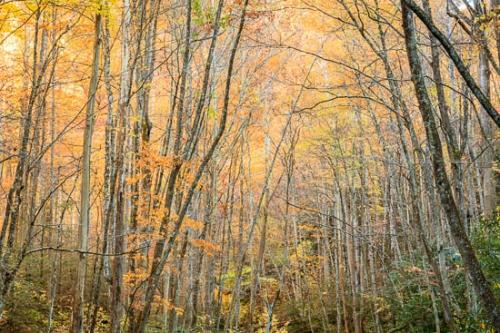 Autumn;Branches;Canopy;Fall;Foliage;Forest;Forested;Great Smoky Mountains;Habitat;Healing;Health care;Healthcare;Leaves;Logging;Looking up;Oneness;Pastoral;Peaceful;Timber;Timberland;Tree;Tree Trunk;Trees;Wood;Woodland;Woodlands;Woods;calm;restful;serene;soothing;tranquil;trees;zen