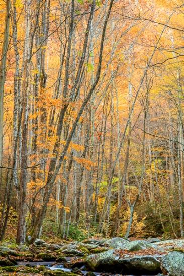 Autumn;Blue;Boulder;Boulders;Branches;Brook;Brown;Calm;Cascade;Cascading;Chute;Creek;Fall;Falls;Flow;Forest;Forested;Gold;Habitat;Healing;Health care;Healthcare;Nature;Pastoral;Pebbles;Pouring;Ripple;River;Rock;Rock formations;Rocks;Rocky;Stone;Stones;Stream;Stream Bank;Streaming;Sunlight;Sunshine;Tan;Timber;Timberland;Tree;Water;Waterfalls;Waterscape;Wood;Woodland;Woodlands;Woods;Yellow;flowing;green;landscape;leaves;limbs;oneness;orange;peaceful;plants;rapids;restful;river bank;serene;soothing;sunlit;tranquil;tree limbs;trees;trunk;waterfall;zen