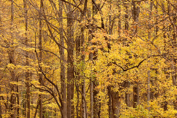 Autumn;Branches;Brown;Calm;Fall;Forest;Forested;Great Smoky Mountains National Park;Habitat;Healing;Health care;Healthcare;Leaf;Leaves;Nature;Sunlight;Timber;Timberland;Tree;Warm Colors;Warm Palette;Warm Tones;Wood;Woodland;Woods;Yellow;bark;color;foliage;landscape;leaves;limbs;oneness;orange;peaceful;plants;restful;serene;soothing;stump;sunlit;tranquil;tree;tree limbs;trees;yellow