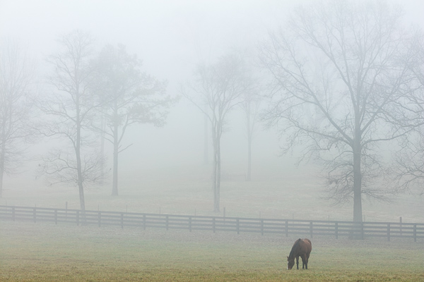 Agricultural;Animals;Branches;Brown;Calm;Fields;Fog;Grazing;Healing;Health care;Healthcare;Horse;Mammals;Minimalism;Mist;Obscured;Pastoral;Tan;Tree;Yellow;branch;fence;field;foggy;green;haze;limbs;mist;misty;oneness;pasture;peaceful;plants;restful;serene;soothing;tranquil;tree limbs;tree trunk;trees;trunk;zen