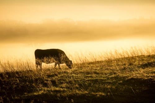 Agricultural;Cloud;Cloud Formation;Clouds;Cloudy;Cow;Grass;Grazing;Hillside;Landscape;Orange;Sky;Sunlight;Sunlit;Sunrays;Sunshine;Yellow;cattle;graze;pasture