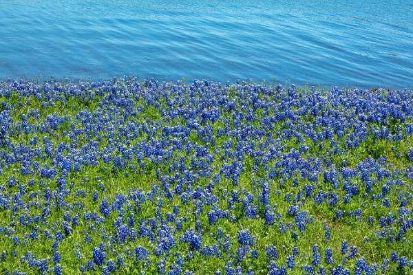 Abstract;Abstraction;Abstractions;Abstracts;Bloom;Blossom;Blossoms;Blue;Bluebonnets;Blues;Brenham;Calm;Concepts;Cool Colors;Cool Palette;Cool Tones;Flora;Floral;Flower;Floweret;Flowering;Flowers;Flowers & Plants;Green;Greens;Habitat;Healing;Health care;Healthcare;Lupinus texensis;Meadow;Minimalism;Nature;Oneness;Pastoral;Patterns;Petal;Seasons;Spring;Springtime;Stock categories;Sunlight;Texas;Texas Bluebonnet;Textures;United States;Wildflower;bloom;blue;color;field;flora;floral;flower;grass;green;landscape;pasture;peaceful;plants;reflections;restful;serene;shapes;soothing;sunlit;tranquil;wildflower;zen