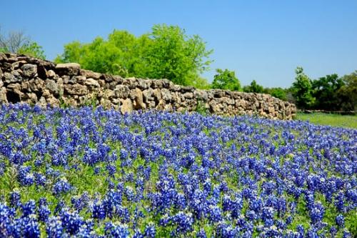 Bloom;Blossom;Blossoms;Blue;Bluebonnet;Bluebonnets;Brown;Close-up;Flower;Floweret;Flowering;Flowers;Green;Healing;Health care;Healthcare;Nature;Oneness;Pastoral;Peaceful;Petal;Tan;Texas;Texas Bluebonnet;Wildflower;bloom;botanicals;calm;flora;floral;restful;serene;soothing;tranquil
