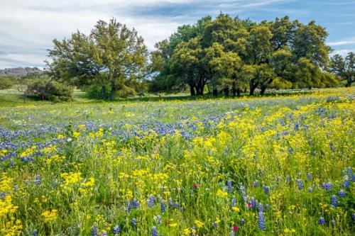 Bloom;Blossom;Blossoms;Blue;Bluebonnet;Bluebonnets;Branches;Brown;Field;Flower;Floweret;Flowering;Flowers;Green;Magenta;Petal;Texas;Texas Bluebonnet;Tree;Trees;Wildflower;Yellow;bloom;flora;floral;pasture;tree limbs
