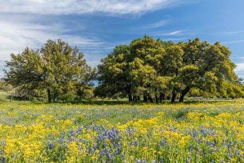 Bloom;Blossom;Blossoms;Blue;Bluebonnet;Bluebonnets;Branches;Brown;Cloud;Cloud Formation;Clouds;Cloudy;Field;Flower;Floweret;Flowering;Flowers;Green;Healing;Health care;Healthcare;Leaves;Live Oaks;Nature;Oneness;Peaceful;Petal;Sky;Texas;Texas Bluebonnet;Tree;Trees;Trunk;Wildflower;Yellow;bloom;botanicals;calm;flora;floral;limbs;pasture;restful;serene;soothing;tranquil;tree limbs;zen