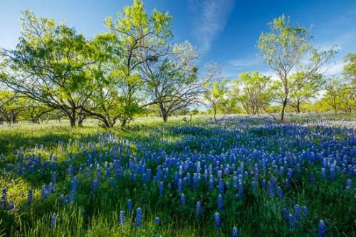 Bloom;Blossom;Blossoms;Blue;Bluebonnet;Bluebonnets;Branches;Flower;Floweret;Flowering;Flowers;Green;Oneness;Pastoral;Peaceful;Petal;Texas;Texas Bluebonnet;Tree;Trees;Trunk;Wildflower;bloom;flora;floral;tree limbs
