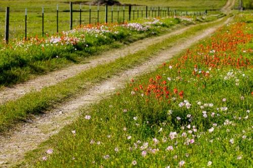 Agricultural;Bloom;Blossom;Blossoms;Close-up;Fence;Field;Flower;Floweret;Flowering;Flowers;Flowers & Plants;Green;Healing;Health care;Healthcare;Indian Paintbrush;Journey;Landscape;Oneness;Pastoral;Peaceful;Petal;Pink;Red;Road;Texas;Trail;Wildflower;bloom;bud;calm;flora;floral;pasture;path;pathway;primrose;restful;roadway;serene;soothing;tranquil;zen