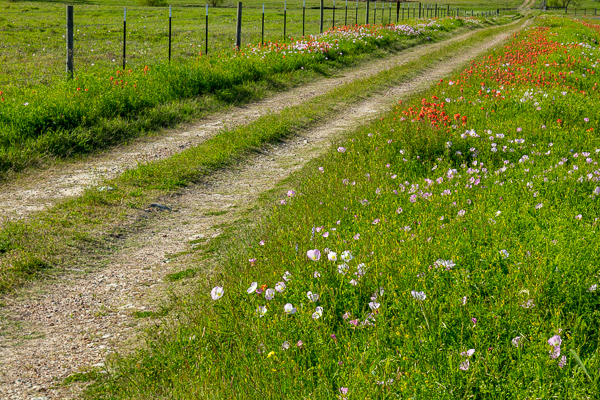 Agricultural;Bloom;Blossom;Blossoms;Bud;Calm;Close-up;Flora;Floweret;Flowering;Flowers;Flowers & Plants;Healing;Health care;Healthcare;Indian Paintbrush;Journey;Pastoral;Path;Pathway;Petal;Pink;Roadway;Texas;United States;bloom;fence;field;flora;floral;flower;green;landscape;oneness;pasture;peaceful;plants;primrose;red;restful;road;serene;soothing;trail;tranquil;wildflower;zen