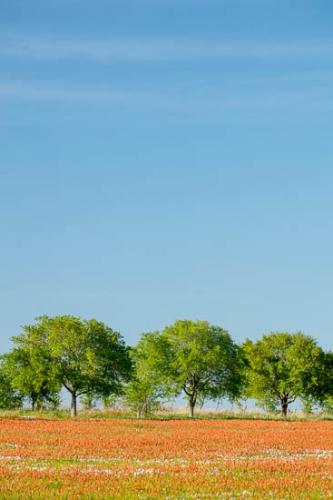 Blossom;Blossoms;Blue;Fence;Field;Flower;Floweret;Flowering;Flowers;Green;Pastoral;Peaceful;Red;Sky;Texas;Tree;Trees;Wildflower;bloom;flora;floral;pasture