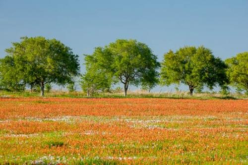 Blossom;Blossoms;Blue;Fence;Field;Flower;Floweret;Flowering;Flowers;Green;Pastoral;Peaceful;Red;Sky;Texas;Tree;Trees;Wildflower;bloom;flora;floral;pasture