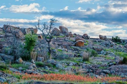 Blossom;Blossoms;Blue;Boulder;Boulders;Branches;Cloud;Cloud Formation;Clouds;Cloudy;Flower;Floweret;Flowering;Flowers;Grass;Green;Indian Paintbrush;Oneness;Peaceful;Red;Rock;Rock Formations;Rocks;Rocky;Sky;Stone;Stones;Sunset;Texas;Tree;Trunk;Weather;Wildflower;bark;bloom;flora;floral;limbs;tree limbs;zen