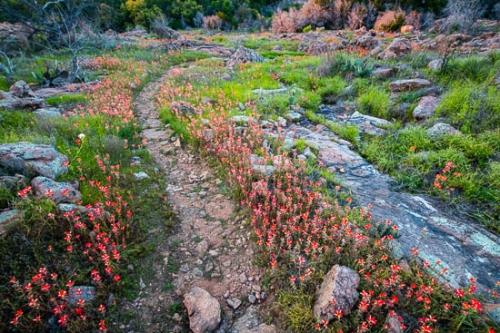 Bloom;Blossom;Blossoms;Boulder;Boulders;Brown;Flower;Floweret;Flowering;Flowers;Green;Hiking Trail;Indian Paintbrush;Red;Rock;Rock Formations;Rocks;Rocky;Stone;Stones;Tan;Texas;Trail;Walkway;Wildflower;bloom;flora;floral;path;pathway