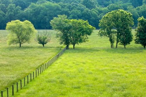 Agricultural;Fence;Field;Fields;Green;Pastoral;Peaceful;Spring;Springtime;Tree;Trees;pasture;tree limbs