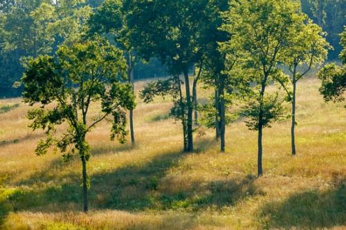 Branches;Brown;Forest;Forested;Gold;Grass;Green;Sunlight;Sunlit;Sunshine;Tan;Timber;Tree;Trees;Trunk;Wood;Woodland;Woods;tree limbs